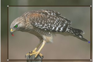 شناسایی پرنده با پردازش تصویر