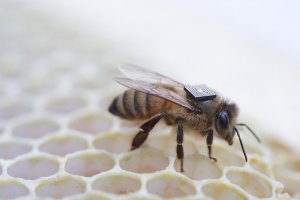 اینتل چگونه جان زنبورهای عسل را نجات می‌دهد؟