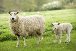هوش مصنوعی از روی چهره گوسفندان زمان درد کشیدن آن‌ها را تشخیص می‌دهد